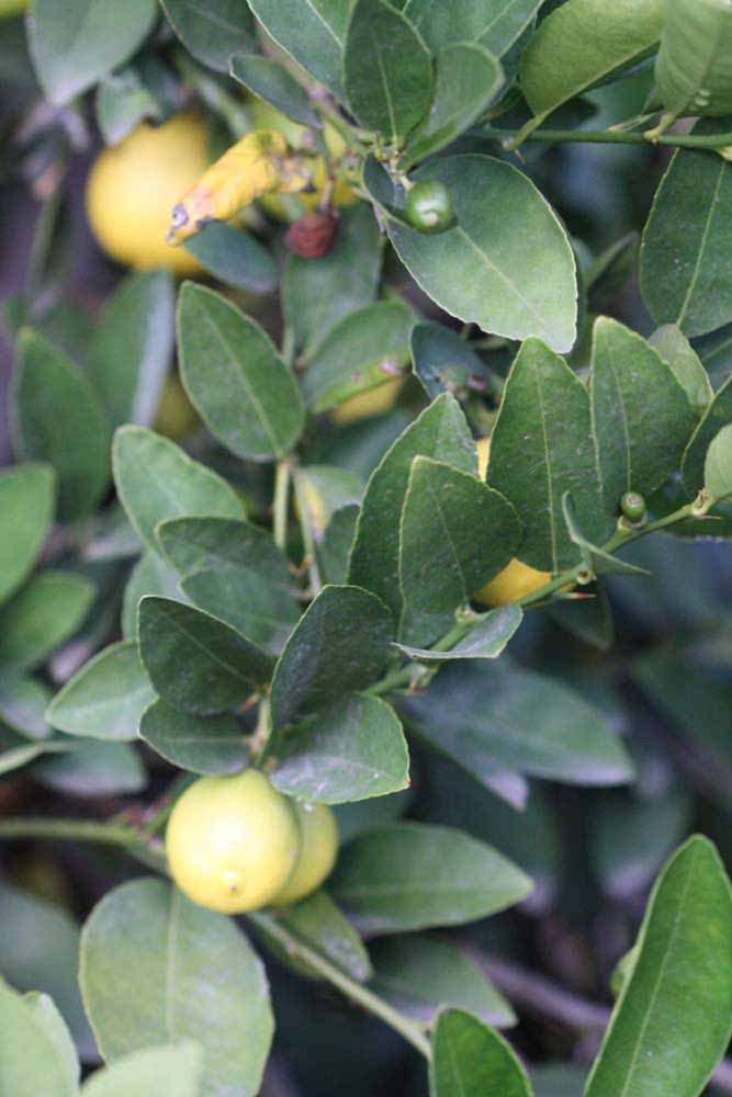            Sun leaves (Stow #7, Riverside, CA)   